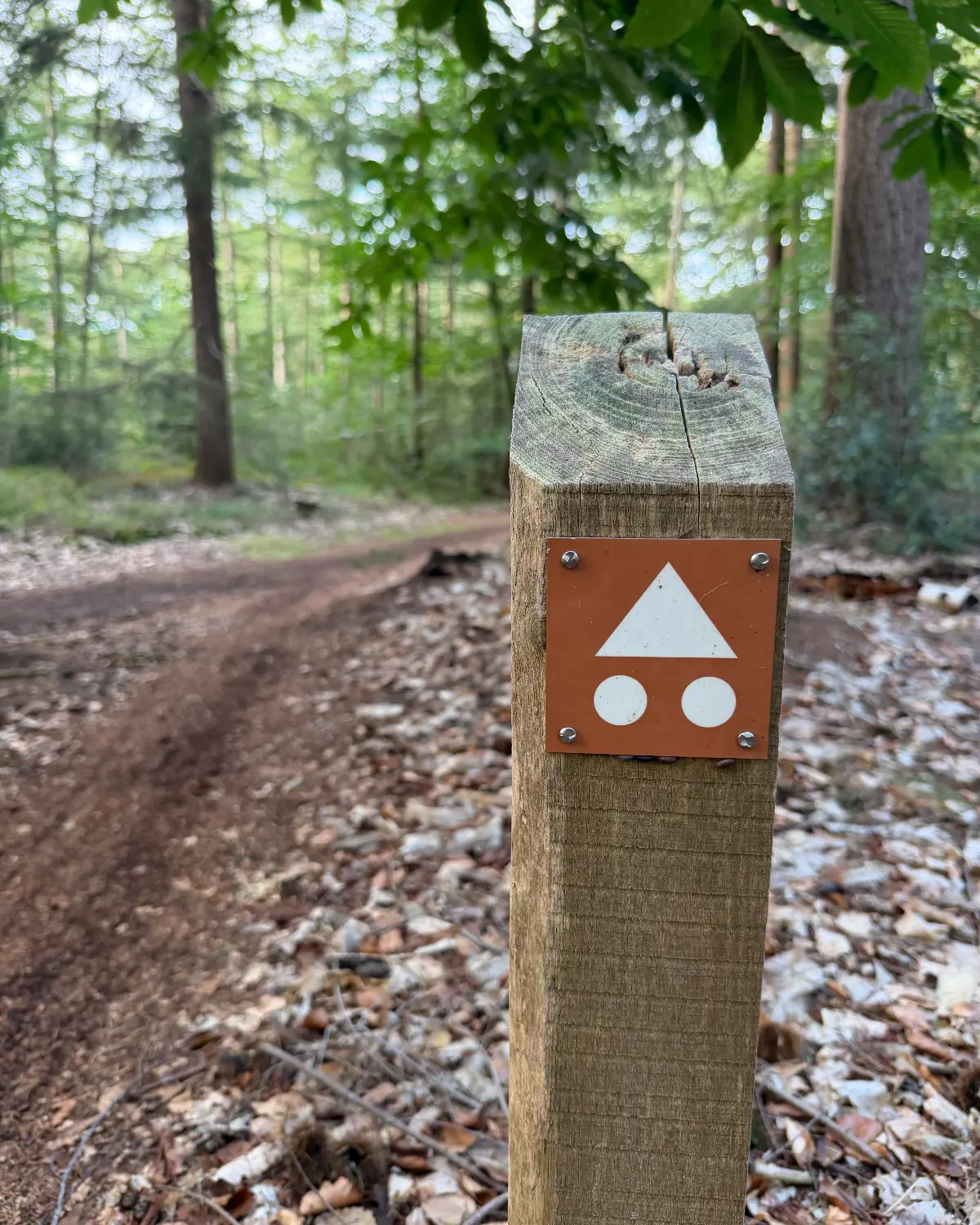 Pak de singletracks van de Woldberg foto 2
