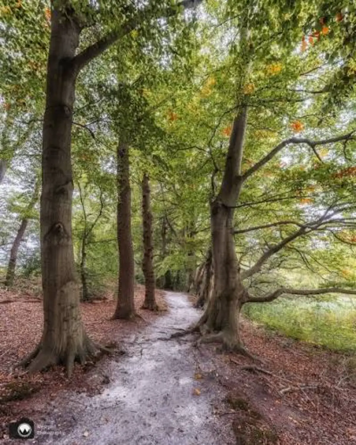 Ren de paarse trail over de Woldberg