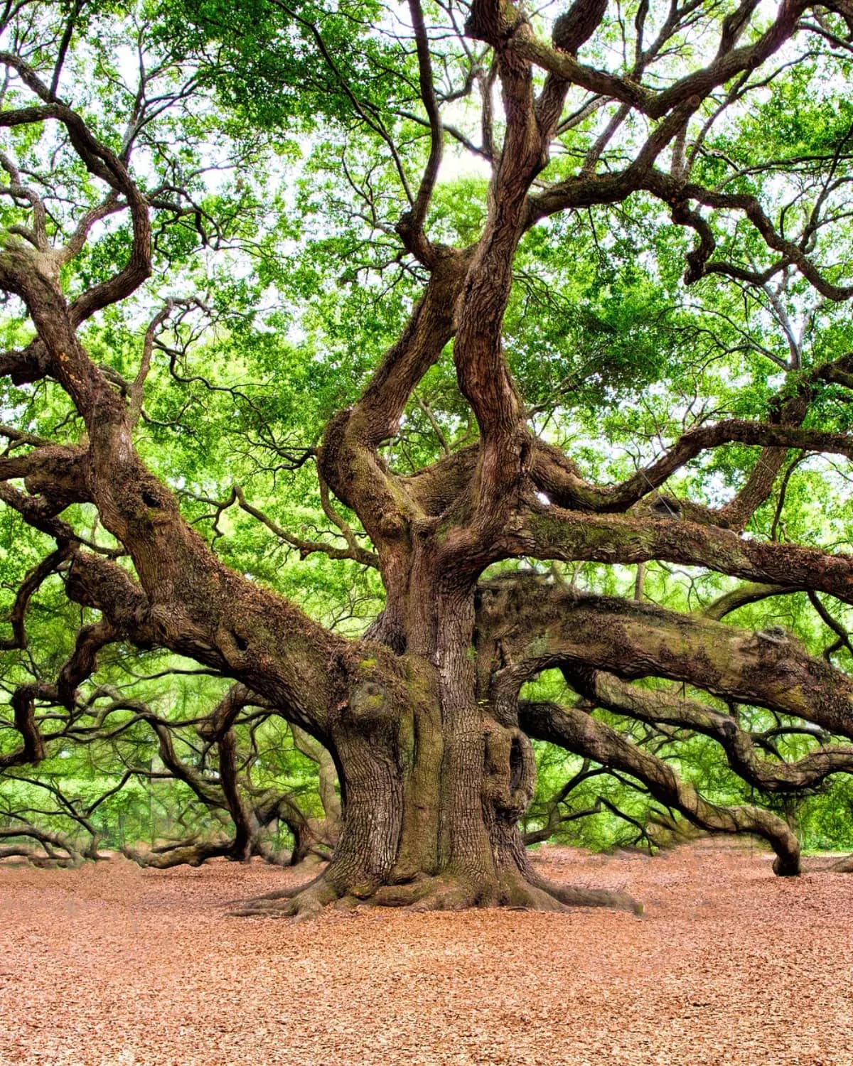 Zoek de grootste boom
