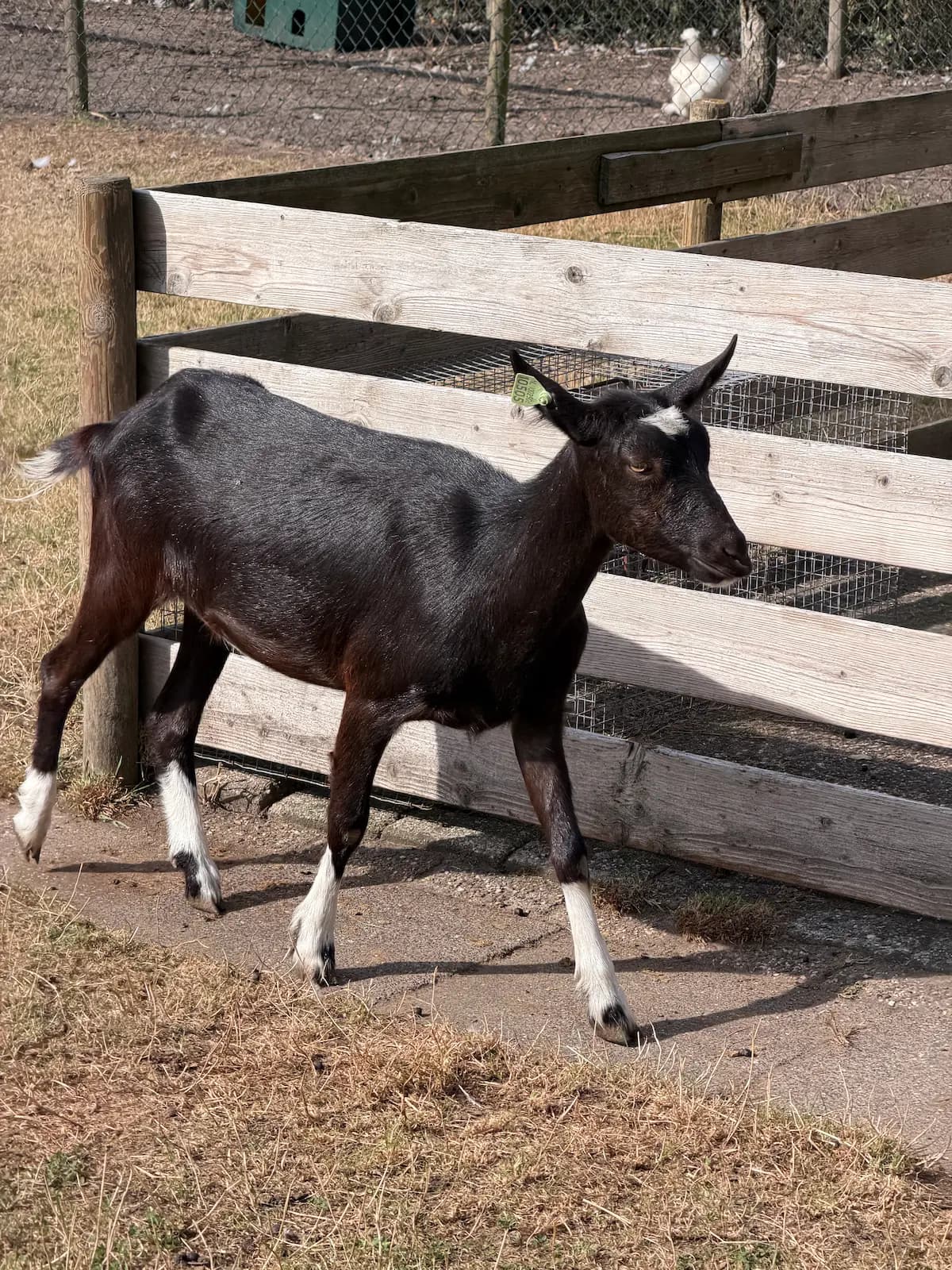 Spelen tussen de dieren bij De Thijenkaampe foto 2