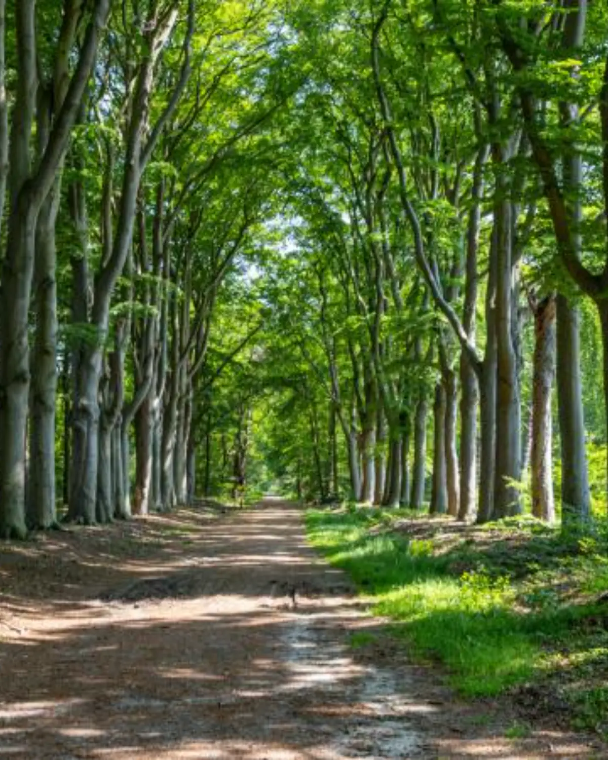 Wandel de gele route over de Woldberg